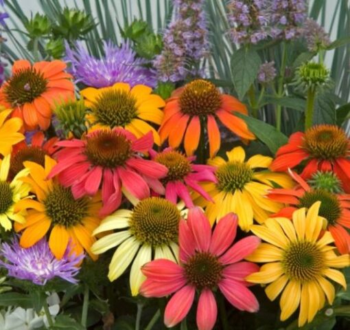 echinaceacheyennespiritimportedheirloomnongmohighgerminationorganicgarden flower seeds