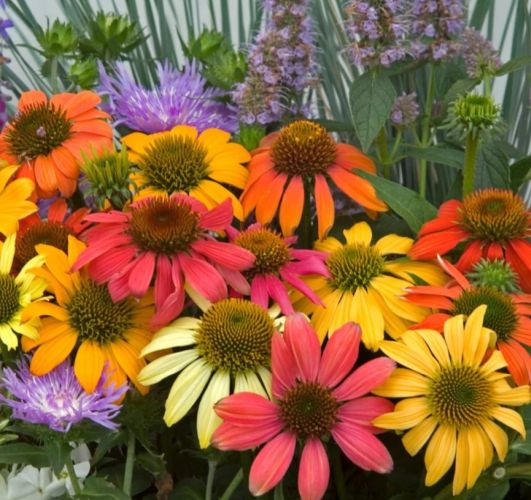 Cone Flower Seeds Mixed for Planting – Heirloom Non-GMO High Germination Seeds