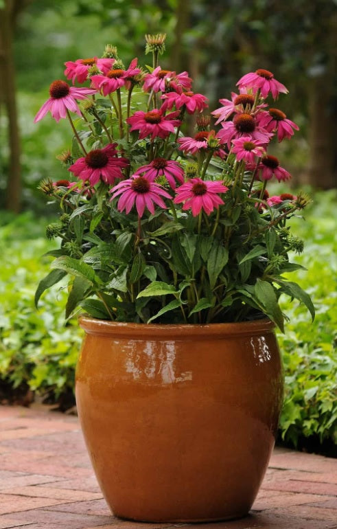 echinaceapowwowwildberryimportedheirloomnongmohighgerminationorganicgarden flower seeds
