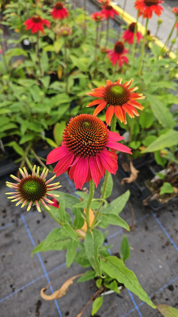 Red Echinacea Coneflower Seeds – Heirloom, Non-GMO, High Germination Organic