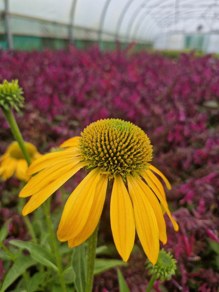 Echinacea Flower Seeds Yellow – Heirloom, Non-GMO, High Germination Seeds for Planting
