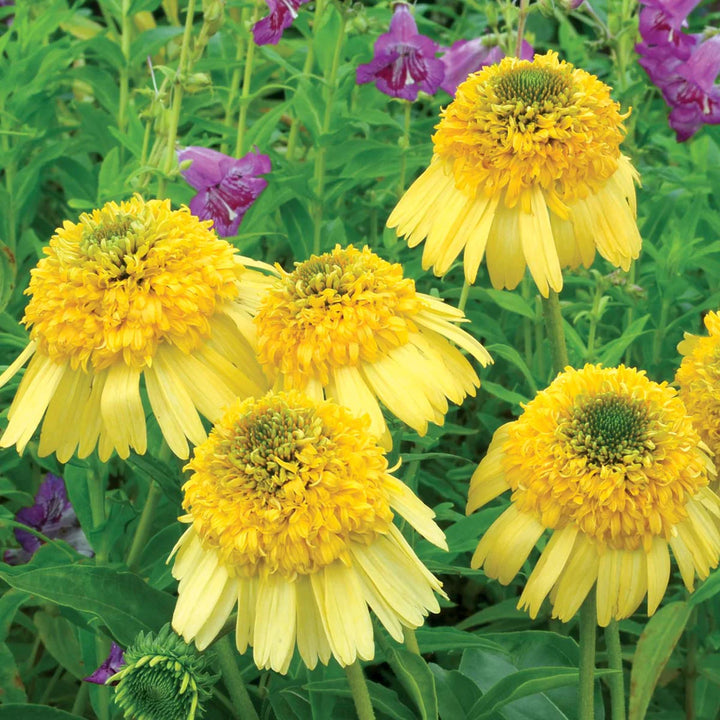 Meteor Yellow Echinacea flower seeds for planting heirloom non-GMO garden seeds with bright yellow blooms growing naturally in a home garden