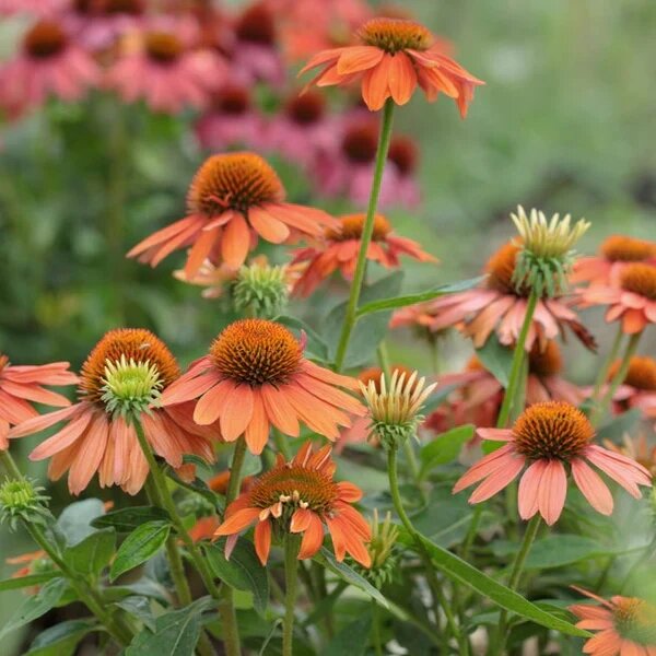 Orange Echinacea Flower Seeds – Heirloom, Non-GMO, High Germination Seeds for Planting, Organic Garden Seeds