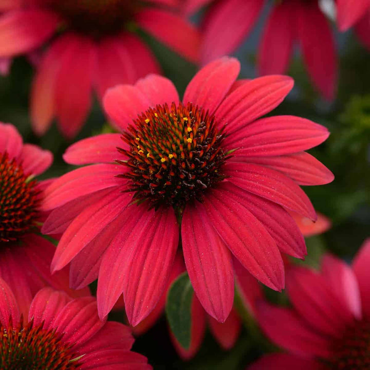 Deep Red Cone Flower Seeds for Planting – Heirloom, Non-GMO, High Germination Organic Garden Seeds