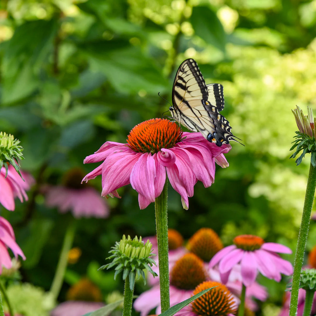 Echinacea SUMMERSONG Firefinch flower seeds for planting, heirloom non-GMO garden seeds growing vibrant coral-red coneflowers at home naturally