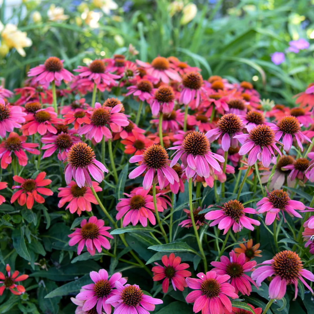 Echinacea SUMMERSONG Firefinch Flower Seeds for Planting – Heirloom, Non-GMO Garden Seeds
