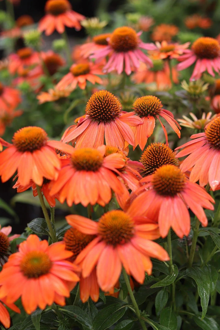 Orange Coneflower Seeds – Heirloom, Non-GMO, High Germination Seeds