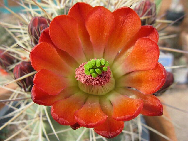Orange Echinocereus Flower Seeds – Heirloom, Non-GMO, High Germination Seeds