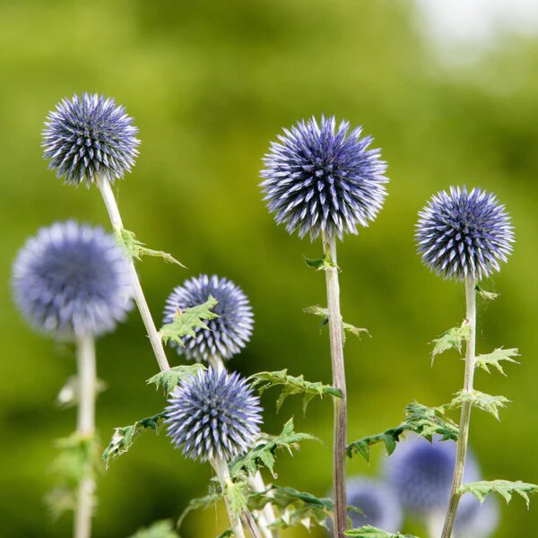 Echinops Flower Seeds – Heirloom Non-GMO High Germination Organic Garden Seeds