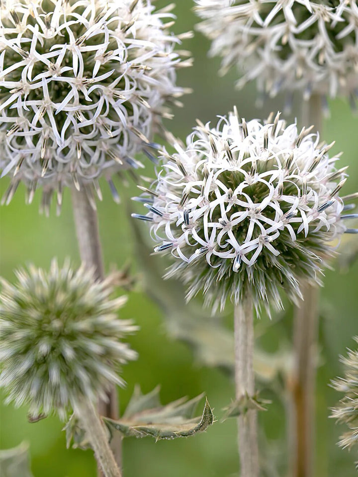 Echinops Flower Seeds – Heirloom Non-GMO High Germination Organic Garden Seeds