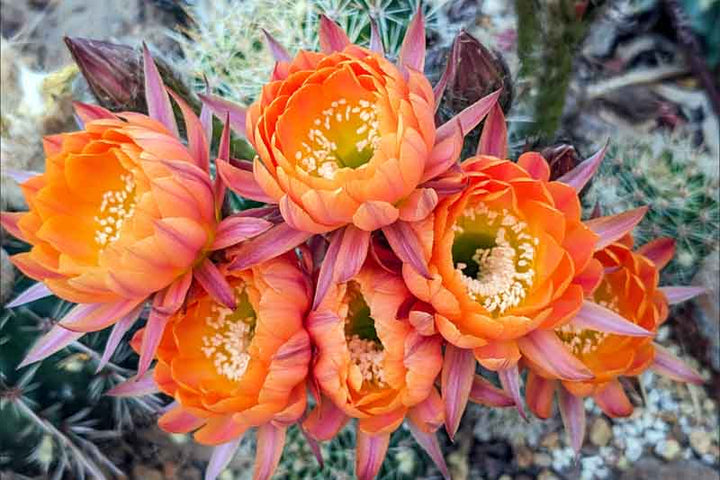 Cactus Flower Seeds For Planting Orange – Heirloom, Non-GMO, High Germination Organic Garden Seeds for Planting