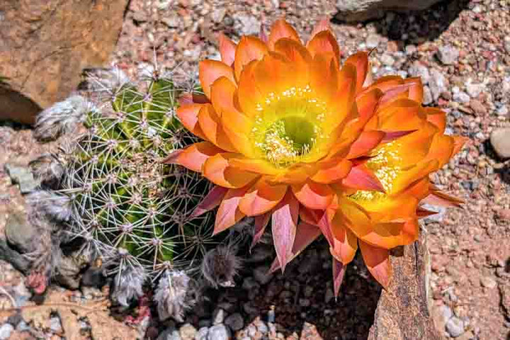 Cactus Flower Seeds For Planting Orange – Heirloom, Non-GMO, High Germination Organic Garden Seeds for Planting