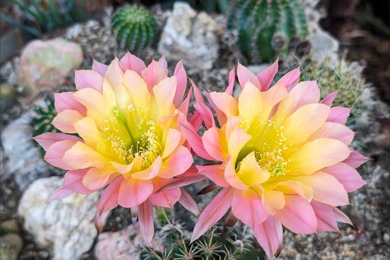 Echinopsis Flower Seeds – Heirloom Non-GMO High Germination Organic Garden Seeds