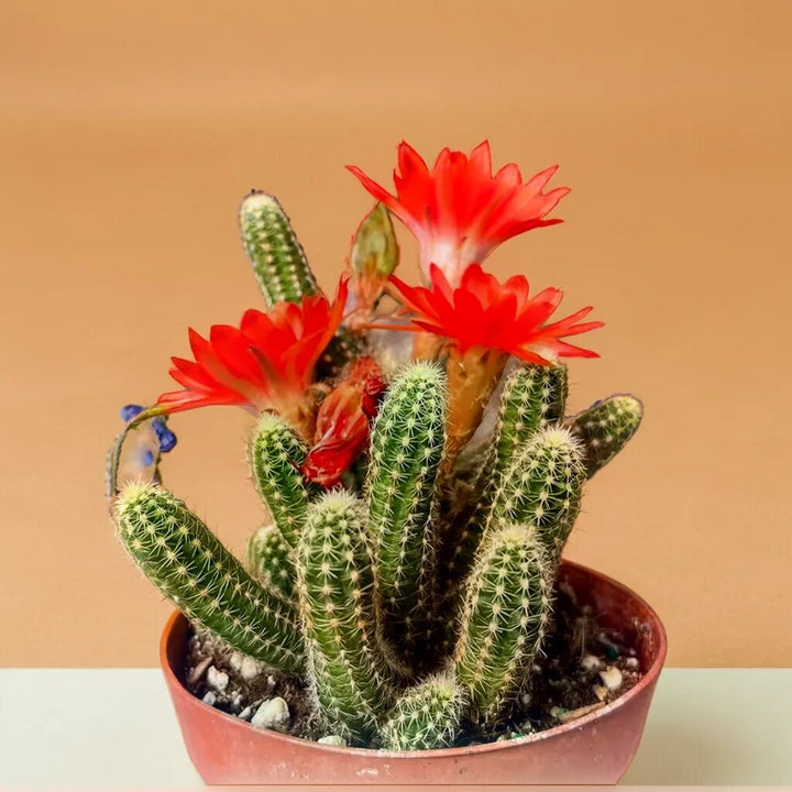 Semillas de flores de Chamaecereus rojo – Semillas reliquia no transgénicas de alta germinación