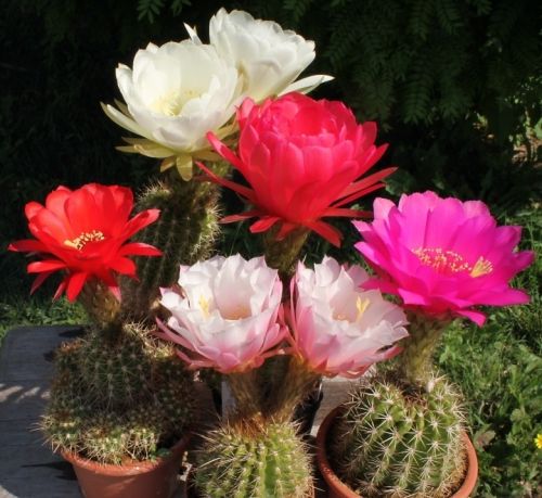 Echinopsis Flower Seeds – Heirloom Non-GMO High Germination Organic Garden Seeds