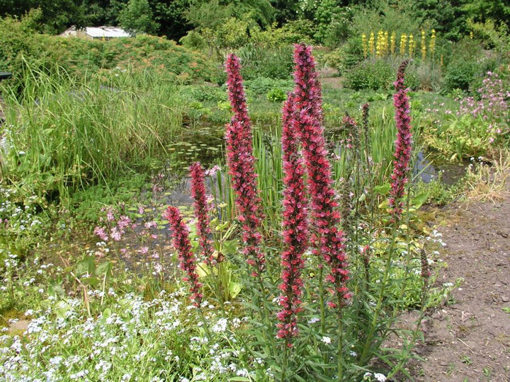 Echium Flower Seeds – Heirloom Non-GMO High Germination Seeds