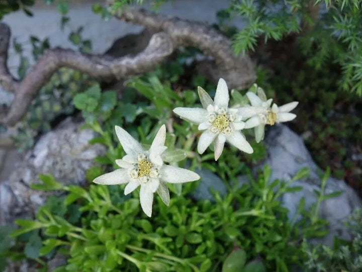 Edelweiss Alpine Flower Seeds White – Heirloom, Non-GMO, High Germination Seeds