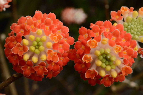 Semillas de flores Edgeworthia naranjas, reliquia, sin OMG, alta germinación