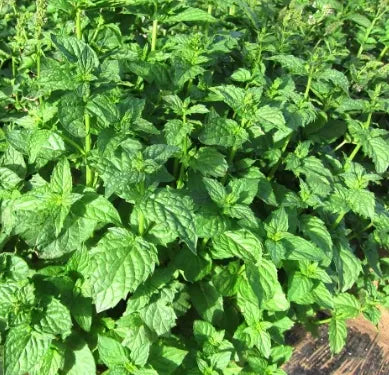 ediblearomaticornamentalmenthaarvensisflowerforsowingheirloomnongmohighgerminationorganicgarden flower seeds