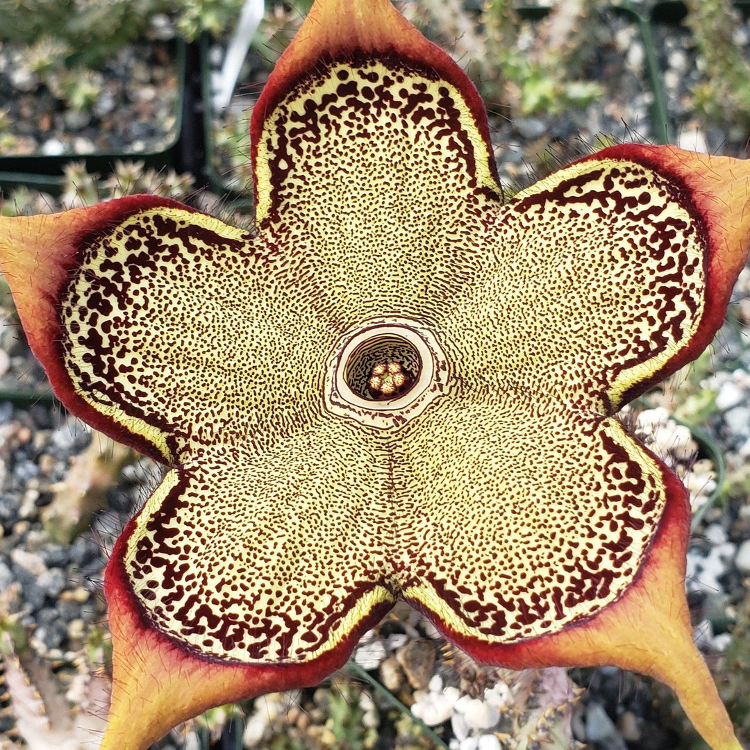 Edithcolea Grandis Flower Seeds for Planting – Heirloom Non-GMO High Germination Seeds