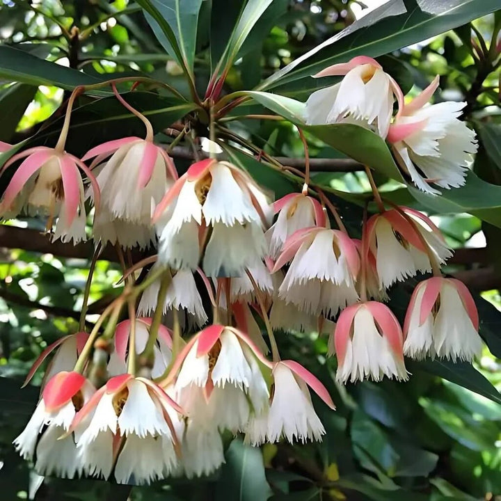 Elaeocarpus Flower Seeds – Heirloom, Non-GMO, High Germination Garden Seeds