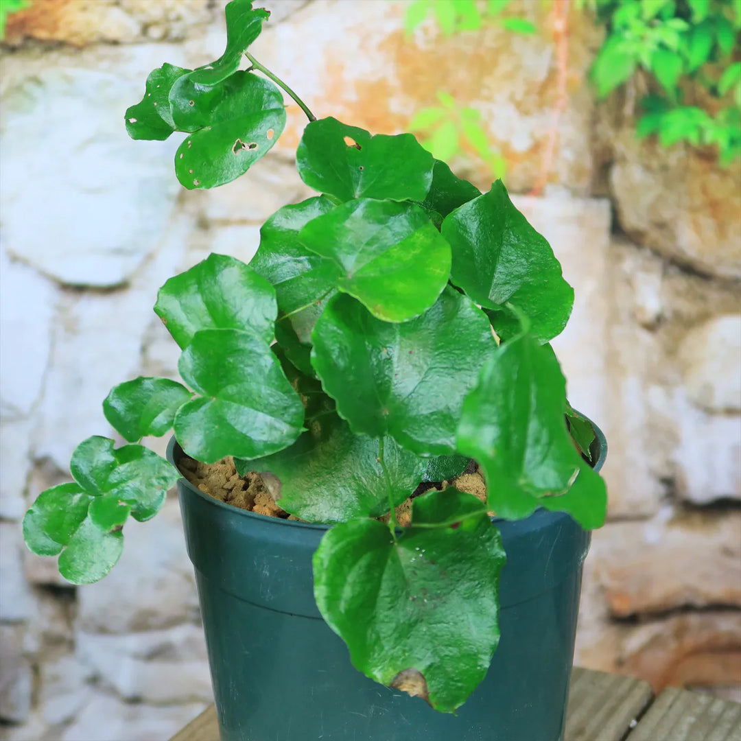 Elephant S herb seeds