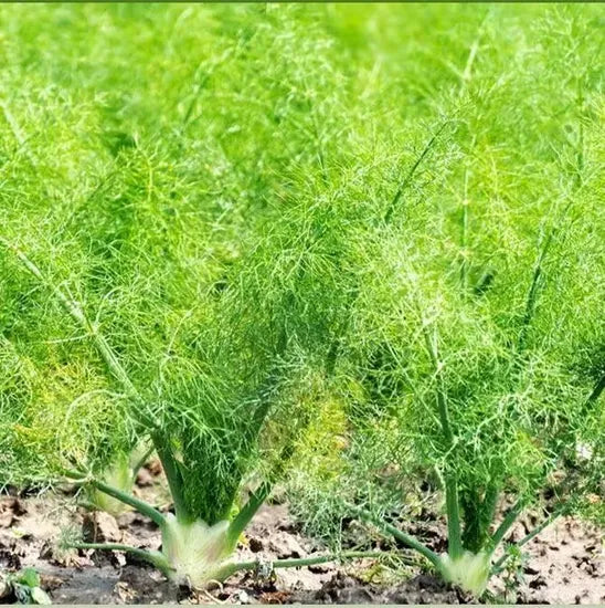 engineeringgreeningfennelheirloomnongmohighgerminationorganicgarden flower seeds