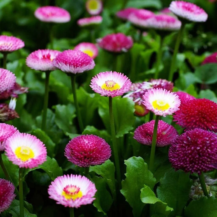 Mixed Marguerite Flower Seeds – Heirloom Non-GMO High Germination Seeds