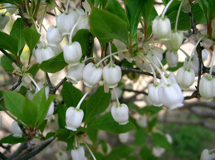 Enkianthus Campanulatus Flower Seeds White – Heirloom, Non-GMO, High Germination