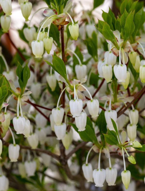 Enkianthus Campanulatus Flower Seeds White – Heirloom, Non-GMO, High Germination
