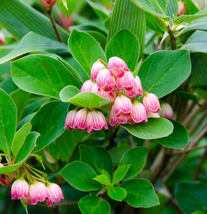 Pink Enkianthus Campanulatus Flower Seeds – Heirloom, Non-GMO, High Germination
