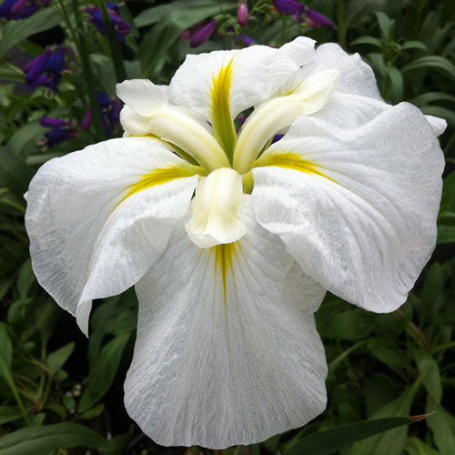 Semillas de flores de Ensata blancas – Semillas de jardín de herencia, no transgénicas, de alta germinación