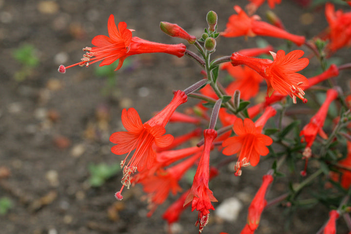 Epilobium Canum Trumpet Seeds – Heirloom, Non-GMO, High Germination Seeds