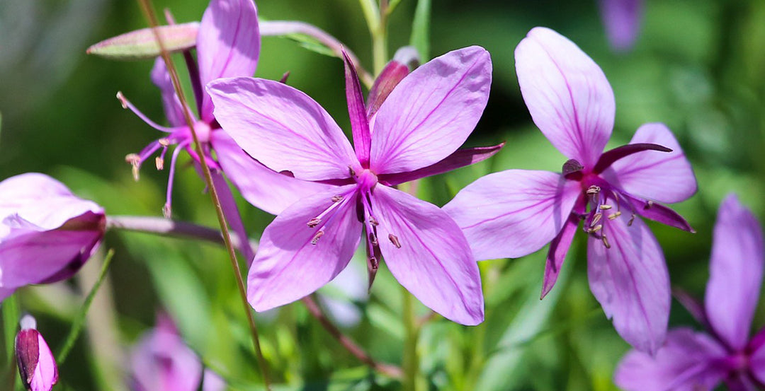 Epilobium Flower Seeds – Heirloom, Non-GMO, High Germination Organic Garden Seeds