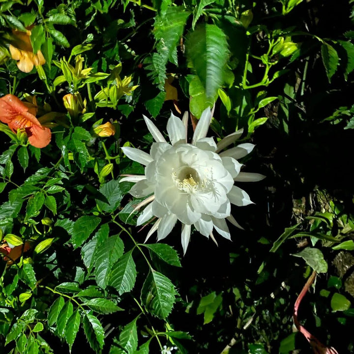 Epiphyllum Flower Seeds White – Heirloom, Non-GMO, High Germination Seeds