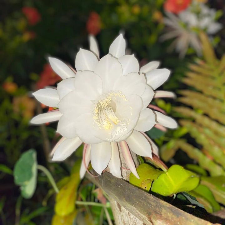 Epiphyllum Flower Seeds White – Heirloom, Non-GMO, High Germination Seeds