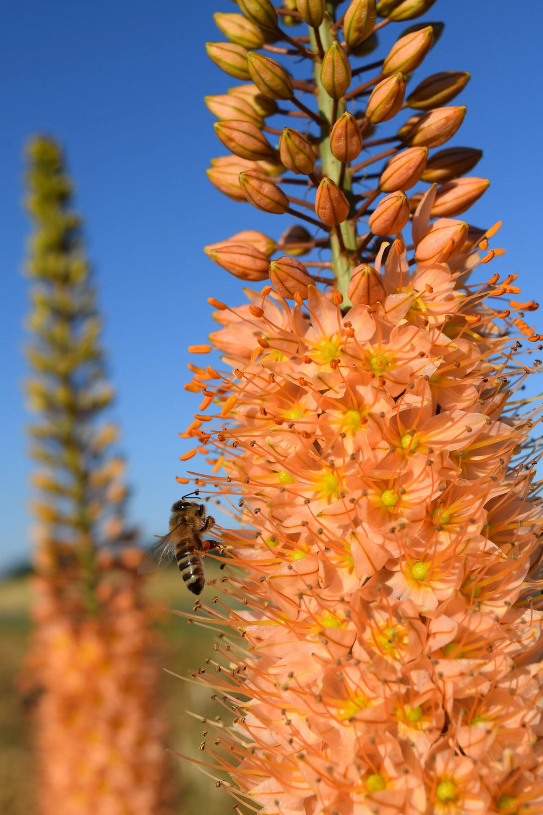 Oranger Eremurus Blumensamen – Alte Sorte, gentechnikfrei, hohe Keimrate, Bio-Gartensamen zum Pflanzen