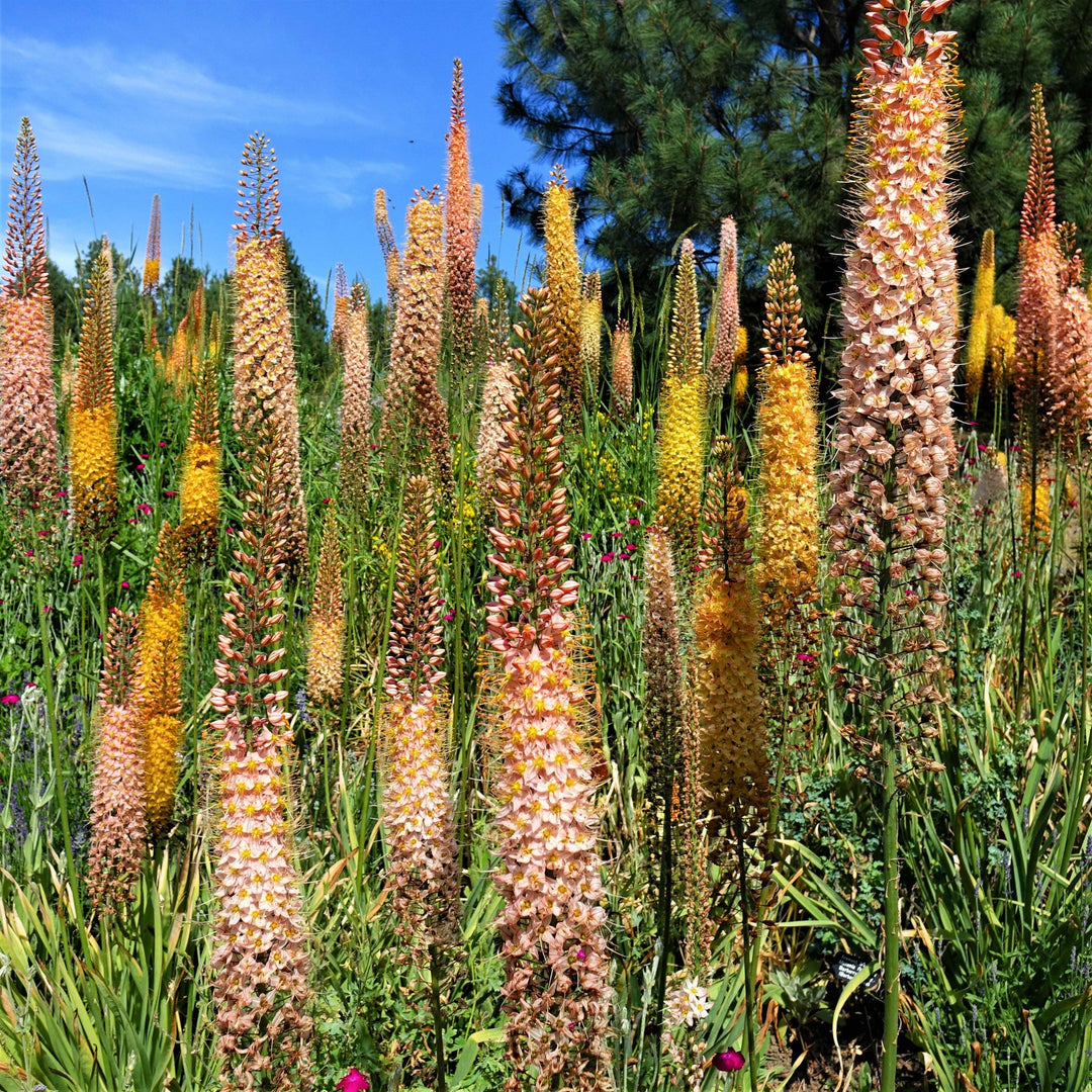 Mixed Eremurus Flower Seeds – Heirloom, Non-GMO, High Germination Seeds