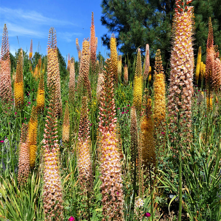 Mixed Eremurus Flower Seeds – Heirloom, Non-GMO, High Germination Seeds
