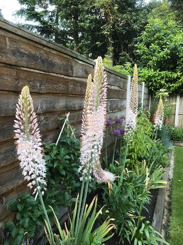 White Foxtail Lilly Flower Seeds – Heirloom Non-GMO High Germination Organic Garden