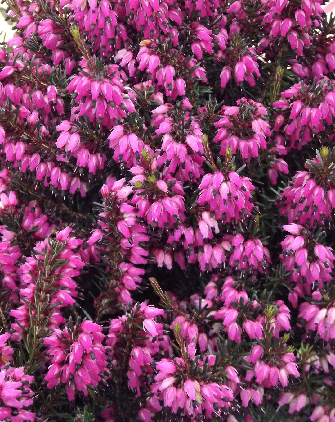 Pink Calluna Flower Seeds – Heirloom, Non-GMO, High Germination Seeds for Planting