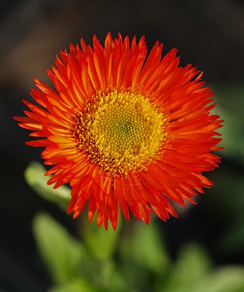 Rote Erigeron-Blumensamen – Alte Sorte, gentechnikfrei, keimstarke Samen zum Pflanzen