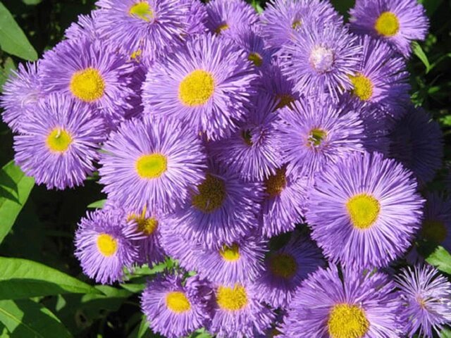 Lila Erigeron Karvinskianus Samen – Samenechte, gentechnikfreie Samen