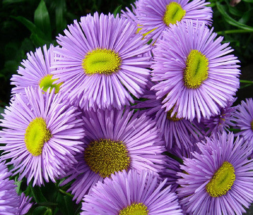 Lila Erigeron Karvinskianus Samen – Samenechte, gentechnikfreie Samen