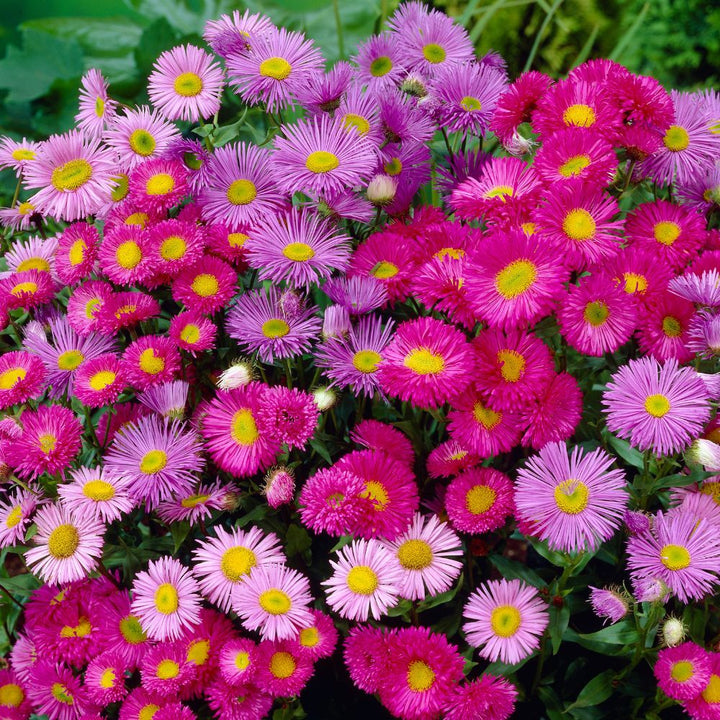 Erigeron Flower Seeds Mix – Heirloom, Non-GMO, High Germination Garden Seeds