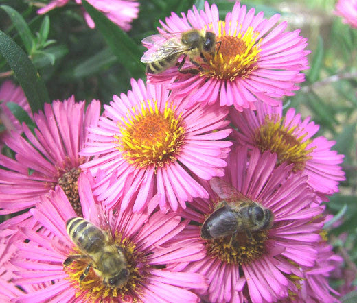 Pink Erigeron Karvinskianus Flower Seeds – Heirloom, Non-GMO, High Germination