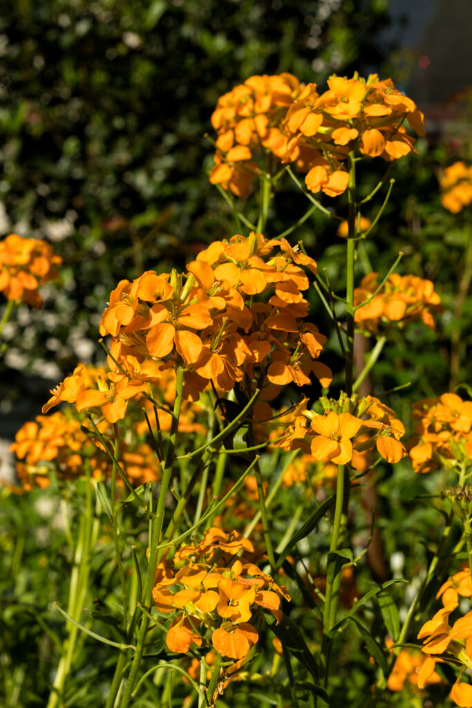 Orange Erysimum Flower Seeds – Heirloom, Non-GMO, High Germination Seeds