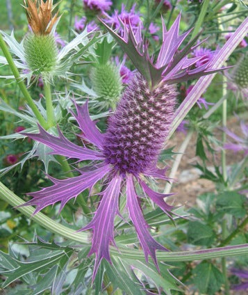 Purple Eryngium Flower Seeds Heirloom Non-GMO High Germination Seeds for Planting
