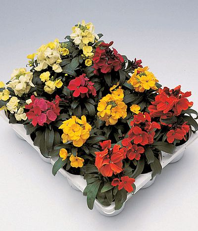 erysimum charity flower seeds