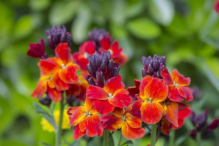 Perennial Cheiranthus Flower Seeds – Heirloom, Non-GMO, High Germination Seeds